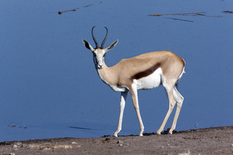 跳羚Antidorcas袋动物附近飞覆盖水潭埃托沙国家公园纳米比亚