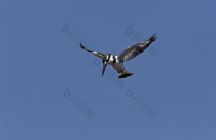 皮耶德翠鸟Ceryle鲁迪徘徊乔贝国家公园博茨瓦纳