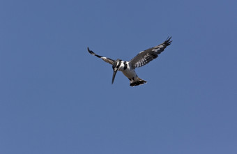 皮耶德翠鸟Ceryle鲁迪徘徊乔贝国家公园博茨瓦纳