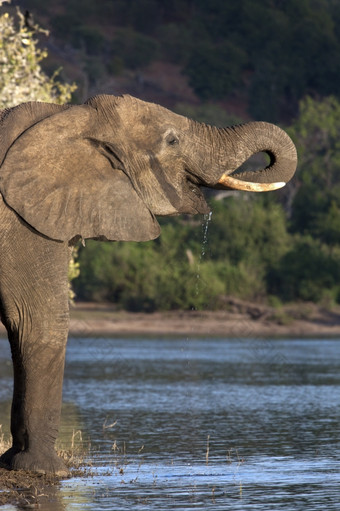 大象学名Loxodonta非洲有喝的晚些时候下午太阳的银行的乔贝河乔贝国家公园北部博茨瓦纳