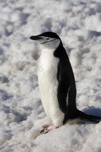 帽带<strong>企鹅</strong>Pygoscelis<strong>南极</strong>洲的南设得兰群岛岛屿<strong>南极</strong>洲
