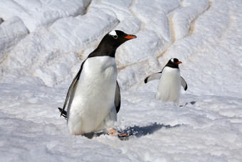 Gentoo<strong>企鹅</strong>Pygoscelis巴布亚丹科岛的<strong>南极</strong>半岛<strong>南极</strong>洲