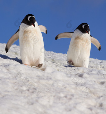 Gentoo<strong>企鹅</strong>Pygoscelis巴布亚丹科岛的<strong>南极</strong>半岛<strong>南极</strong>洲