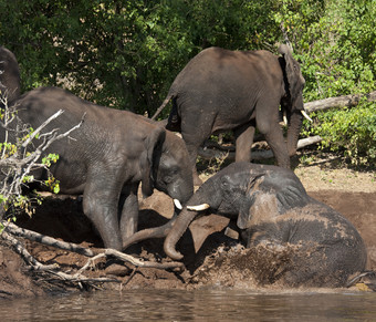 集团<strong>非洲</strong>大象学名Loxodonta<strong>非洲</strong>享受冷却泥浴的银行的乔贝河乔贝国家公园<strong>北部</strong>博茨瓦纳