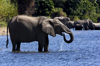 集团<strong>非洲</strong>大象学名Loxodonta<strong>非洲</strong>喝的乔贝河乔贝国家公园<strong>北部</strong>博茨瓦纳