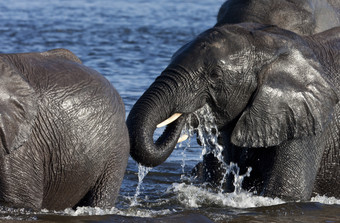 <strong>非洲</strong>大象学名Loxodonta<strong>非洲</strong>穿越的乔贝河乔贝国家公园<strong>北部</strong>博茨瓦纳