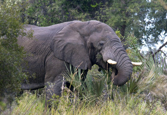 <strong>非洲</strong>大象学名Loxodonta<strong>非洲</strong>的奥卡万戈δ<strong>北部</strong>博茨瓦纳