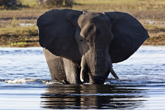 <strong>非洲</strong>大象学名Loxodonta<strong>非洲</strong>穿越的乔贝河<strong>北部</strong>博茨瓦纳