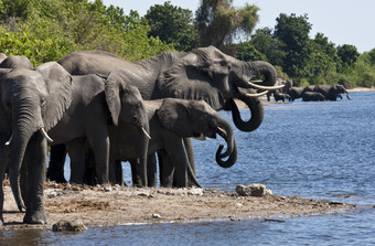 集团<strong>非洲</strong>大象学名Loxodonta<strong>非洲</strong>喝的乔贝河乔贝国家公园<strong>北部</strong>博茨瓦纳