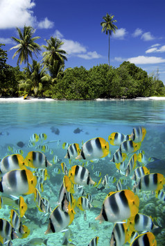 鱼的礁热带环礁湖塔希提岛法国波利尼西亚