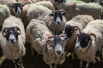 斯韦尔代尔羊的约克郡山谷东北英格兰斯瓦莱代尔斯是指出为<strong>他们</strong>的白色的羊毛卷角和白色周围<strong>他们</strong>的鼻子和眼睛<strong>他们</strong>是使用为的生产羊肉羊肉和血统繁殖股票好吧适合的暴露地区哪一个<strong>他们</strong>主要是生活的斯瓦莱代尔斯是非常哈