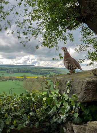 red-legged帕特里奇阿莱克托里斯rufa法国帕特里奇游戏鸟的野鸡家庭雉科北约克郡英格兰