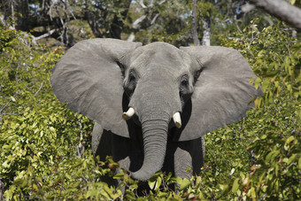 非洲牛大象的布什附近维多利亚瀑布津巴布韦非洲