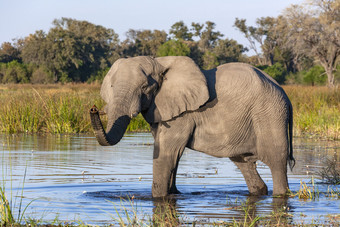 非洲大象学名Loxodonta非洲<strong>水潭</strong>的奥卡万戈δ北部博茨瓦纳非洲