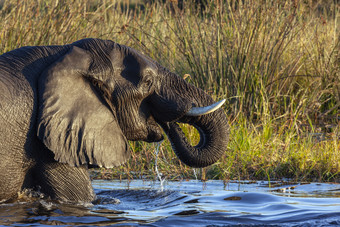 <strong>非洲</strong>大象学名Loxodonta<strong>非洲</strong>的乔贝河<strong>北部</strong>博茨瓦纳<strong>非洲</strong>