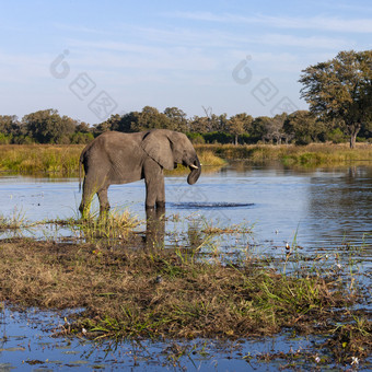 非洲大象学名Loxodonta非洲的奥卡万戈δ北部博茨瓦纳非洲