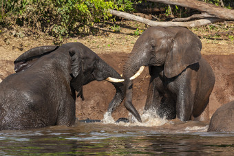 <strong>非洲</strong>大象学名Loxodonta<strong>非洲</strong>乔贝河<strong>北部</strong>博茨瓦纳<strong>非洲</strong>两个年轻的牛大象战斗的河岸