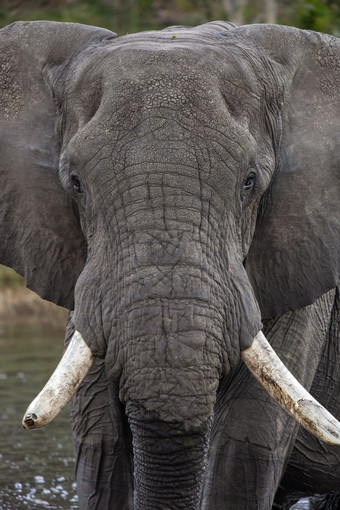 关闭<strong>非洲</strong>牛大象学名Loxodonta<strong>非洲</strong>的奥卡万戈δ<strong>北部</strong>博茨瓦纳<strong>非洲</strong>