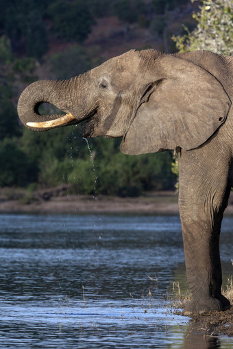 非洲大象学名Loxodonta非洲喝的乔贝河北部博茨瓦纳非洲