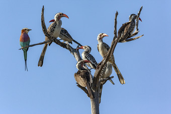 七个红嘴犀鸟和淡紫色<strong>布</strong>雷斯特辊栖息死树的奥卡万戈δ北部博茨瓦纳非洲