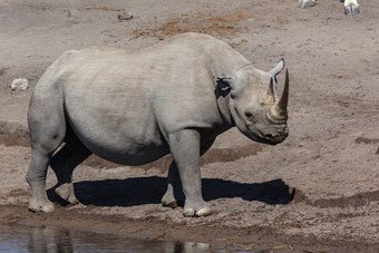 的濒临灭绝的黑色的犀牛喝水潭埃托沙国家公园纳米比亚非洲