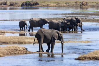 集团<strong>非洲</strong>大象学名Loxodonta<strong>非洲</strong>的乔贝河乔贝国家公园<strong>北部</strong>博茨瓦纳<strong>非洲</strong>