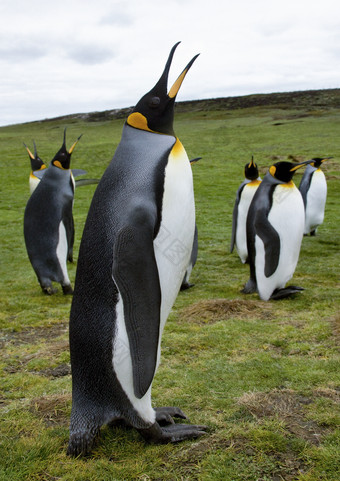 王企鹅Aptenodytes巴塔哥尼库斯<strong>志愿者</strong>点的福克兰岛屿岛屿马尔维纳斯