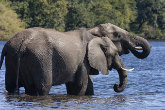 <strong>非洲</strong>大象学名Loxodonta<strong>非洲</strong>喝的乔贝河<strong>北部</strong>博茨瓦纳<strong>非洲</strong>