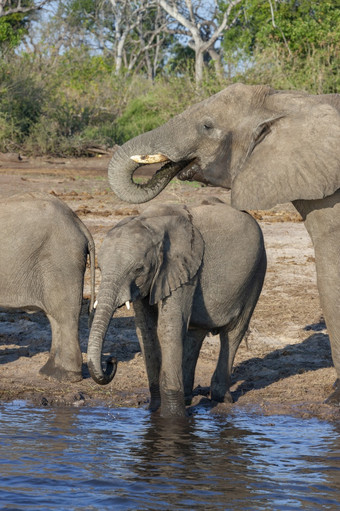 非洲大象学名Loxodonta非洲喝的乔贝河乔贝国家公园北部博茨瓦纳非洲