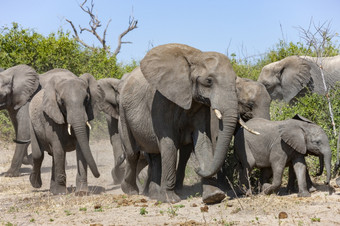 非洲大象学名Loxodonta非洲乔贝国家公园北部博茨瓦纳非洲