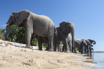 群非洲大象学名Loxodonta非洲喝的河岸的乔贝河乔贝国家公园北部博茨瓦纳非洲