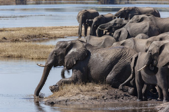 群<strong>非洲</strong>大象学名Loxodonta<strong>非洲</strong>喝的河岸的乔贝河乔贝国家公园<strong>北部</strong>博茨瓦纳<strong>非洲</strong>