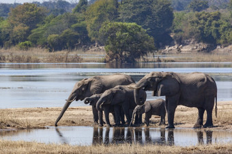 <strong>非洲</strong>大象学名Loxodonta<strong>非洲</strong>喝的河岸的乔贝河乔贝国家公园<strong>北部</strong>博茨瓦纳<strong>非洲</strong>