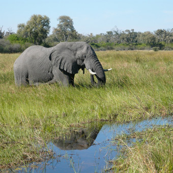 <strong>非洲</strong>大象学名Loxodonta<strong>非洲</strong>的奥卡万戈δ地区<strong>北部</strong>博茨瓦纳<strong>非洲</strong>