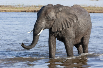 <strong>非洲</strong>大象学名Loxodonta<strong>非洲</strong>的乔贝河乔贝国家公园<strong>北部</strong>博茨瓦纳<strong>非洲</strong>