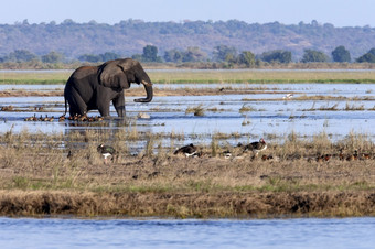 <strong>非洲</strong>大象学名Loxodonta<strong>非洲</strong>的乔贝河乔贝国家公园<strong>北部</strong>博茨瓦纳<strong>非洲</strong>