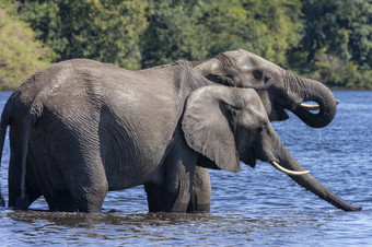 <strong>非洲</strong>大象学名Loxodonta<strong>非洲</strong>喝的乔贝河乔贝国家公园<strong>北部</strong>博茨瓦纳<strong>非洲</strong>