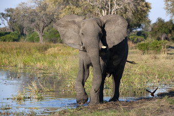 <strong>非洲</strong>大象学名Loxodonta<strong>非洲</strong>的河岸的克瓦伊河<strong>北部</strong>博茨瓦纳<strong>非洲</strong>