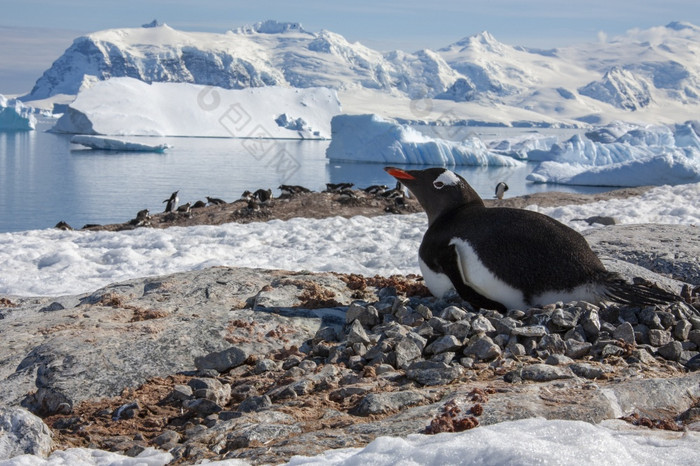 Gentoo企鹅Pygoscelis巴布亚的南设得兰群岛岛屿南极洲巴布亚企鹅品种许多南极洲岛屿和殖民地Gentoo企鹅是通常位于无冰的表面殖民地可以直接的海岸线可以位于大大内陆的总计繁殖人口估计在鸟