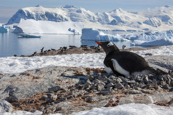 Gentoo企鹅Pygoscelis巴布亚的南设得兰群岛岛屿<strong>南极洲</strong>巴布亚企鹅品种许多<strong>南极洲</strong>岛屿和殖民地Gentoo企鹅是通常位于无冰的表面殖民地可以直接的海岸线可以位于大大内陆的总计繁殖人口估计在鸟