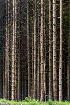 森林松树的北苏格兰