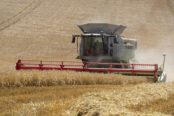 收获时间切割作物小麦的农村<strong>北约</strong>克郡英格兰