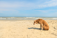 老棕色（的）交叉品种狗坐着的海滩