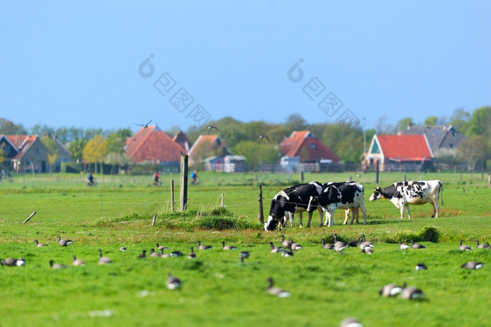 景观荷兰wadden岛泰尔斯海灵与牛鸟和农场房子