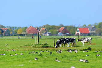 <strong>景观荷兰</strong>wadden岛泰尔斯海灵与牛鸟和农场<strong>房子</strong>