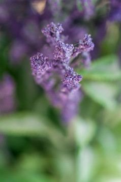 特写镜头紫色的薰衣草花