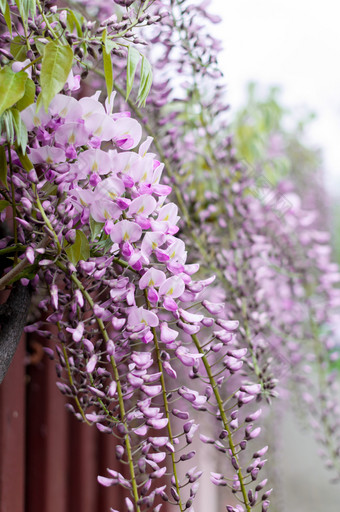 特写镜头紫藤<strong>花</strong>挂栅栏的街