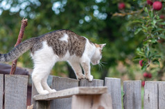 年轻的猫走木栅栏后视图