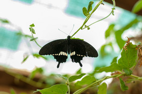 特写镜头蝴蝶坐着植物常见的摩门教徒蝴蝶松