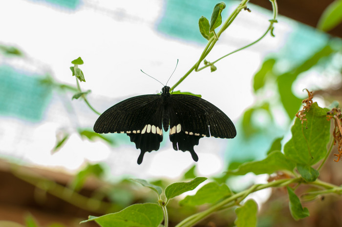 特写镜头蝴蝶坐着植物常见的摩门教徒蝴蝶松图片
